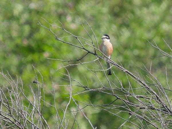 <h3>Lanius&nbsp;nubicus / Masked&nbsp;shrike / Maskerklauwier</h3>OM-1 Mark II met OLYMPUS M.150-400mm F4.5 TC, 1/2000 sec  bij F5.6, ISO 1000, afstand 80.2&nbsp;m